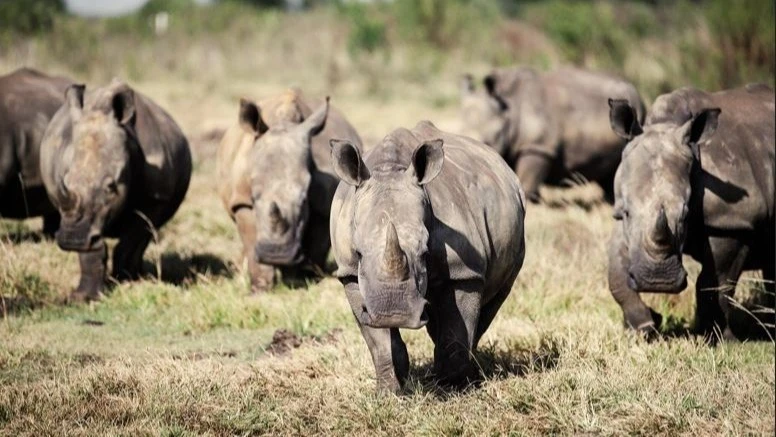 A crash of black rhino captured grazing.