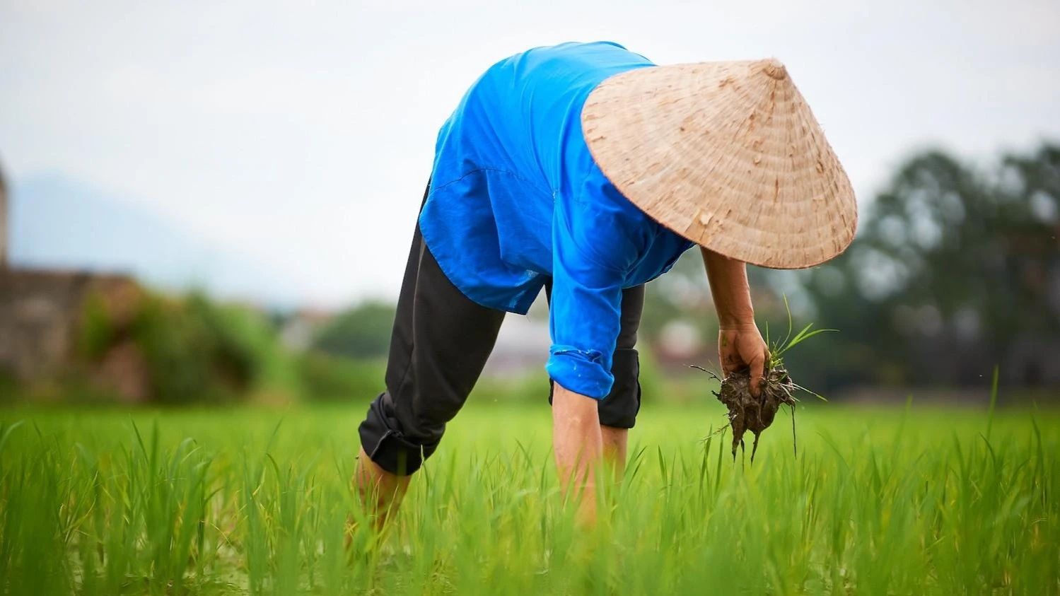 Rice farmer