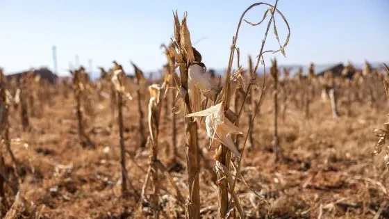 Nearly 68 million suffering from drought in Southern Africa, says regional bloc