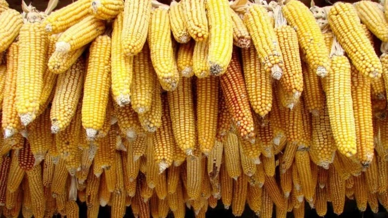 Maize