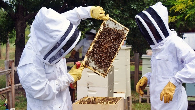 Bee keeping illustration