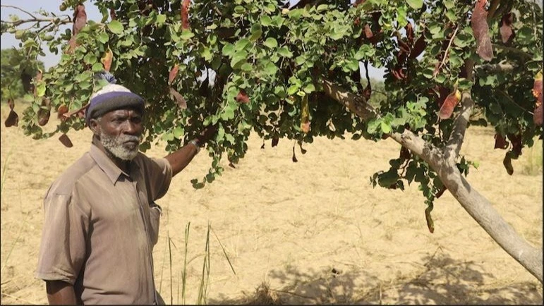 This approach is a key part of Re-greening Africa, a collaboration of organisations aiming to restore one million hectares of degraded land across Africa.