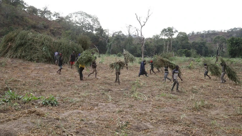 Kamishina Jenerali Lyimo aongoza kuteketeza hekari 1,165 za mashamba ya bangi Morogoro