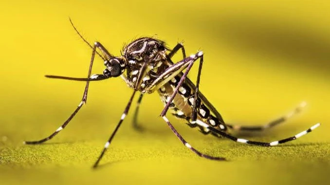 mbu aina Aedes.