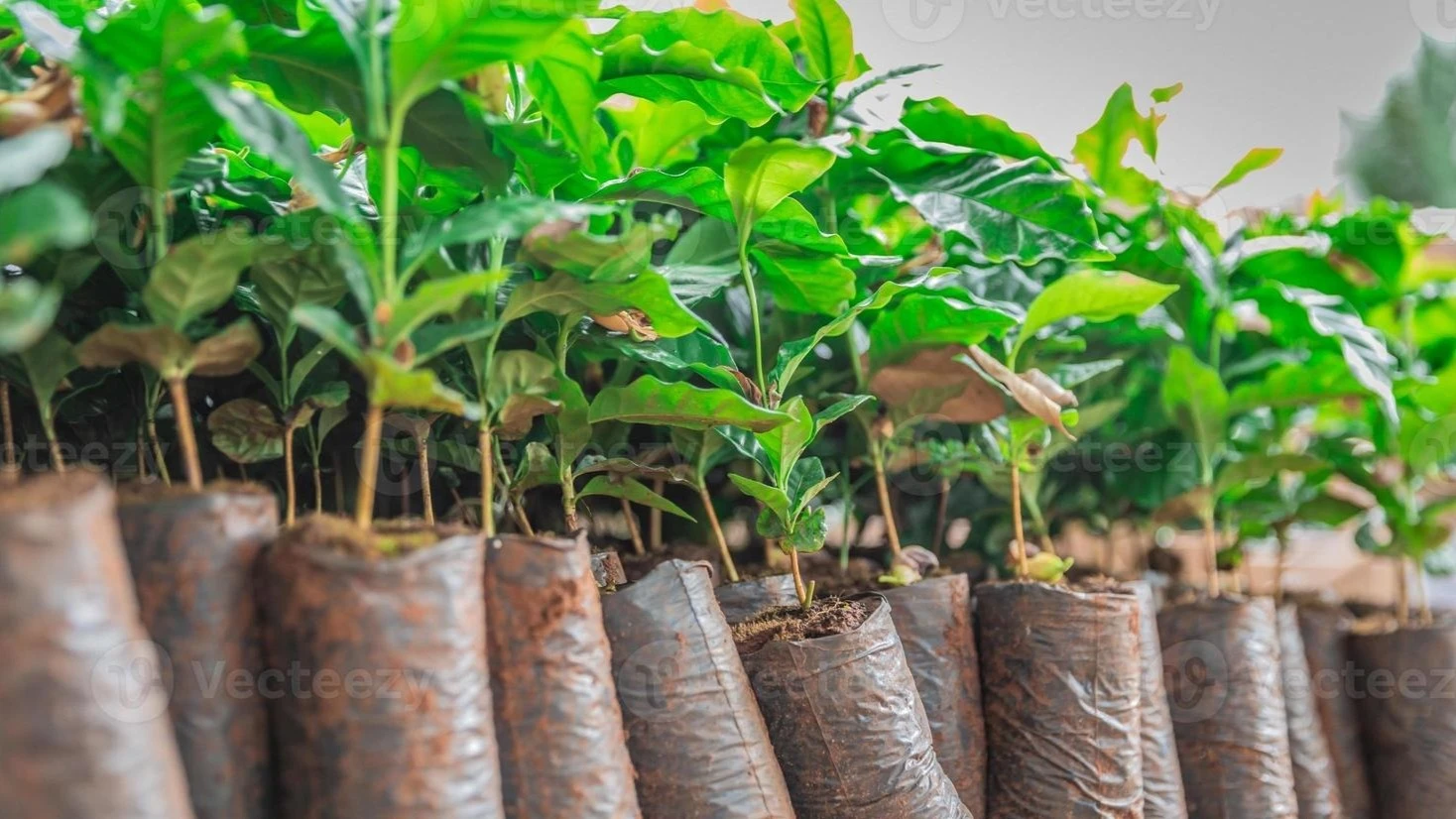 coffee seedlings