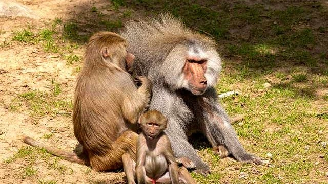 Baboons