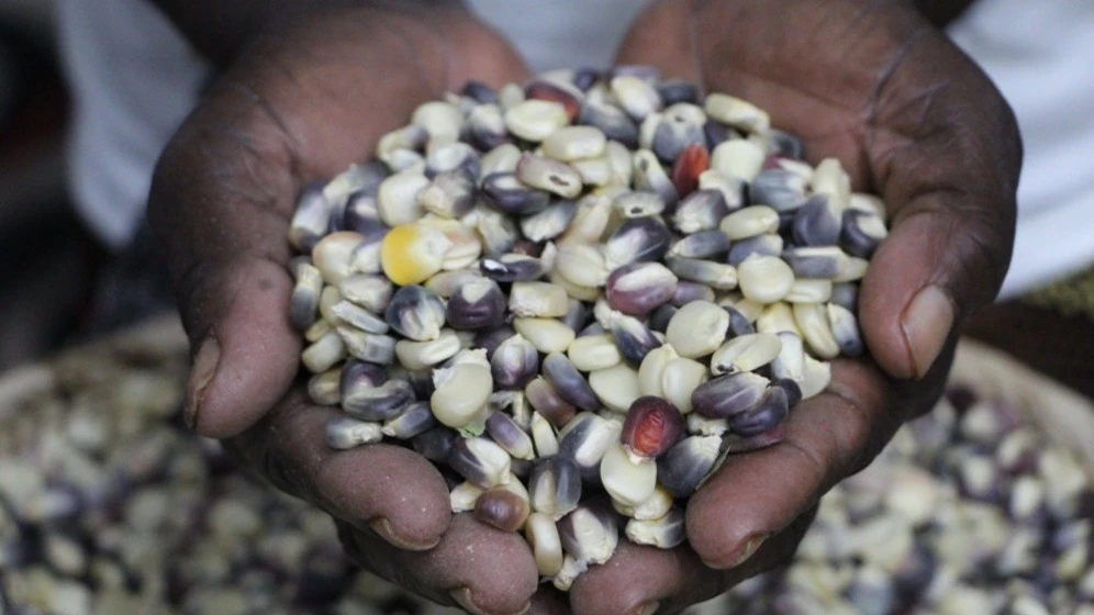 
Climate adaptation projects like Zambia’s seed banks need devolved finance