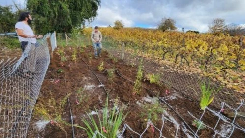 The floral border created in the Trapi del Bueno vineyard, in the municipality of La Unión, is a strategy to biologically control pests in the vines. The two owners decided to establish their vineyard in southern Chile, accepting the challenges of climate