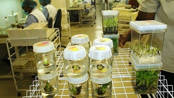 Du Roi Laboratory has capacity to produce 8 million banana plants annually