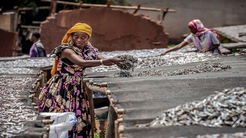 Fish processing (sun drying) site in Kigoma Region: 