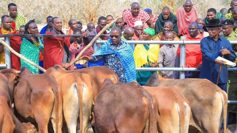 Waziri wa Mifugo na Uvuvi, Abdallah Ulega, akikabidhi madume ya ng’ombe kwa vikundi vya wafugaji. 