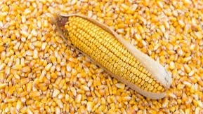 Maize