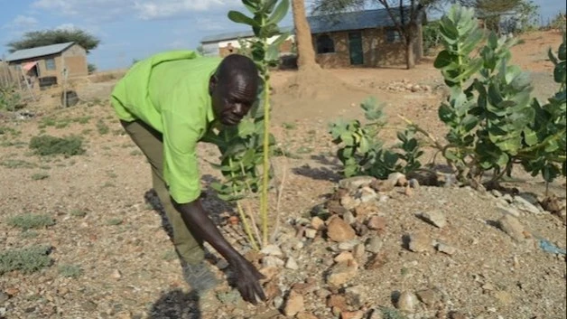 Joseph Loree, who lives in the oil-rich Lokichar area of Turkana in northern Kenya, keeps a few goats due to frequent droughts. Governments in the Global South are spending billions of dollars subsidising industries harming the climate.