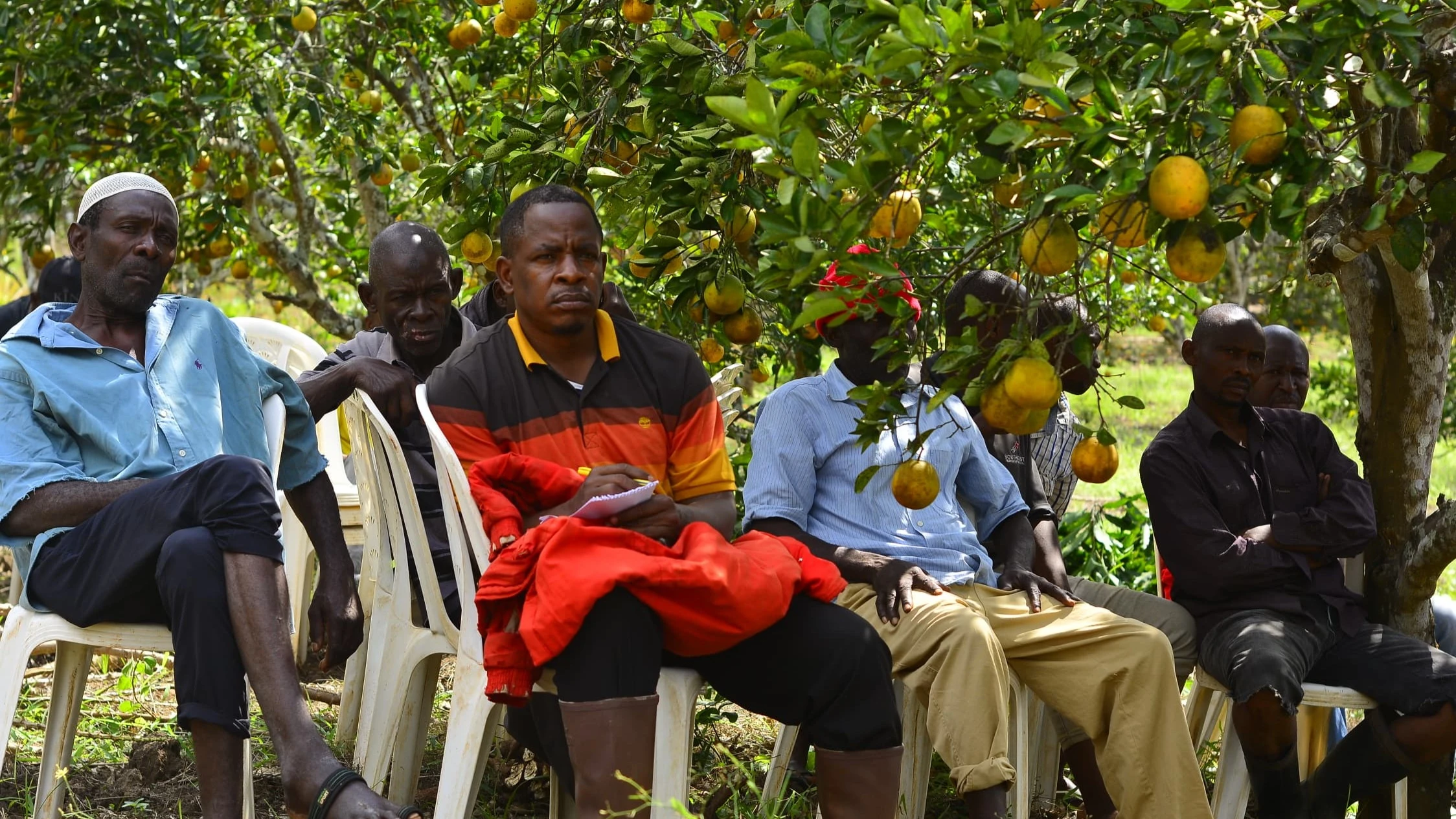 
Farmers from Tanga region attend a special training on integrated pest management for pests attacking avocado, mango, and orange trees. The training was held in Muheza district, Tanga region, over the weekend.