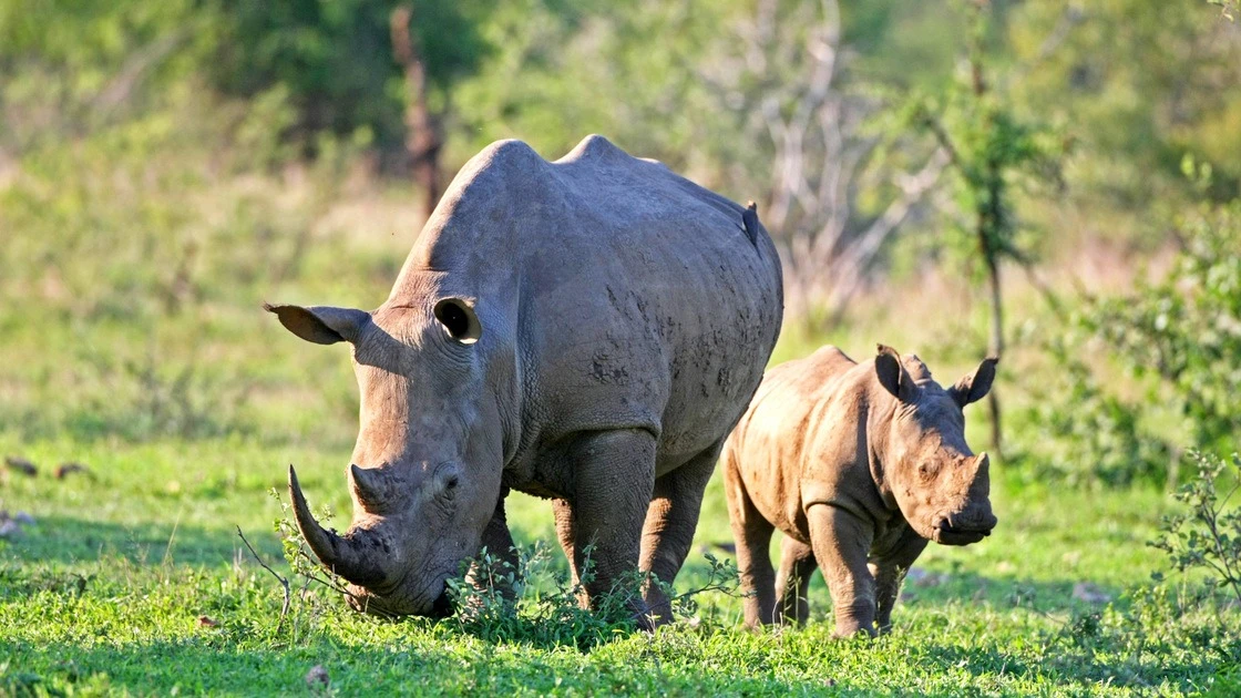 Roughly 20,000 southern white rhinos remain in Africa. That subspecies as well as another species, the black rhino, are bouncing back from significant reduction in their populations due to poaching for their horns.