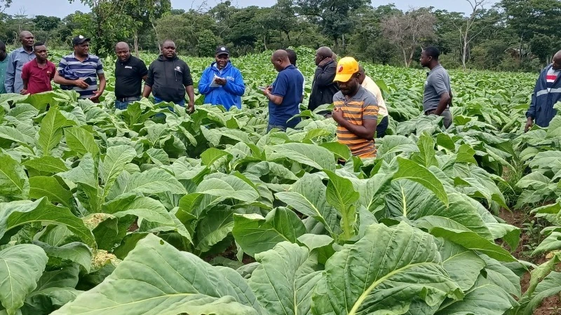 Tobacco remains a significant export crop for Tanzania, with demand in international markets like Europe, Asia, and the Middle East.