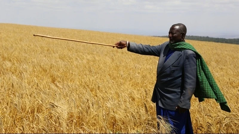 Wheat production in Tanzania remains low, with annual output hovering around 100,000 metric tons. 