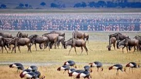 Ngorongoro National Park