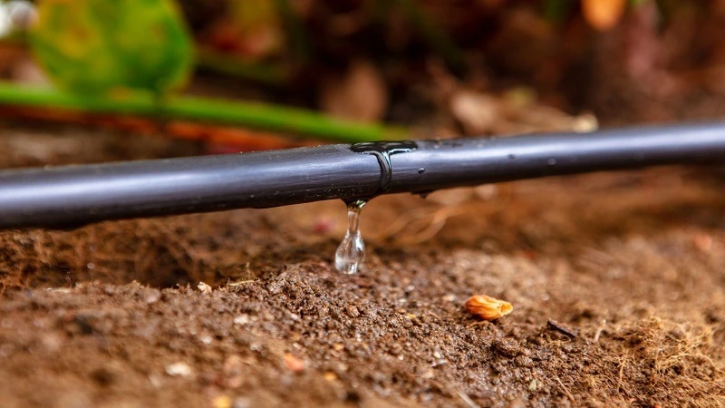 Drip irrigation illustration