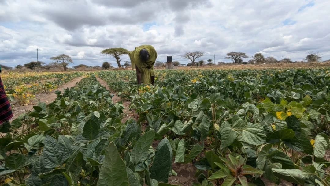 Mkulima Mathayo Olonyoke, akitolea majani katika shamba lake la mikunde. 