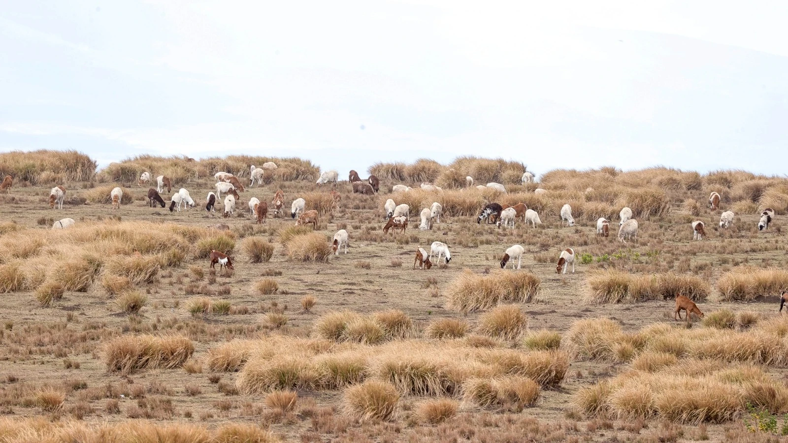 The future of Ngorongoro requires a   bold rethinking of its land use model