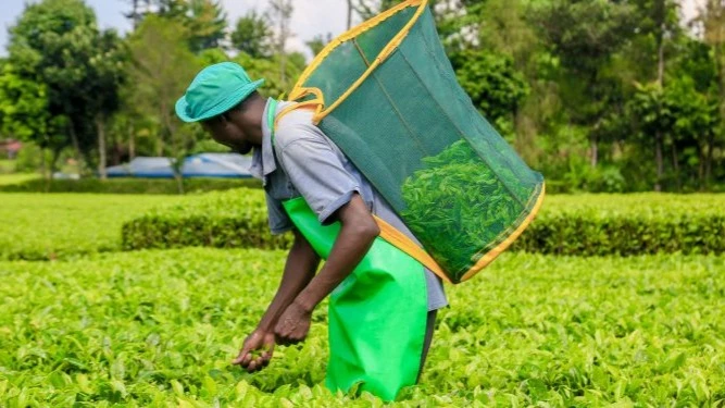 Data from the latest weekly Mombasa Tea auction reveals that KTDA factories located west of the rift valley continue to fetch low prices and sale volumes compared to their eastern counterparts. 