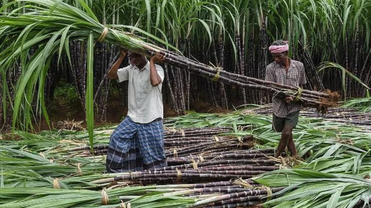 
Sugar price index registered the largest increase in September, rising by 10.4 percent.