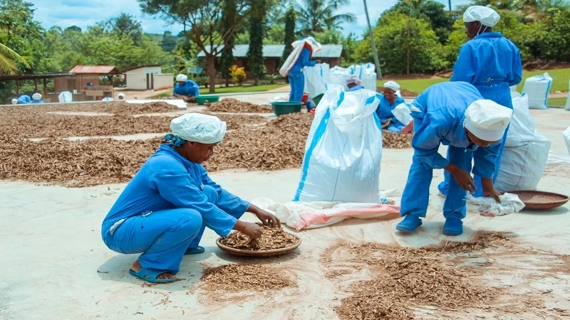 Drying up of spices at the organic spices processing house at Kwamhosi village, Nkumba ward in Muheza District, Tanga Region. The factory with 28 permanent employees operates under GFP Organics Limited. 