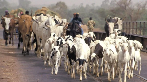 Pastoralism illustration