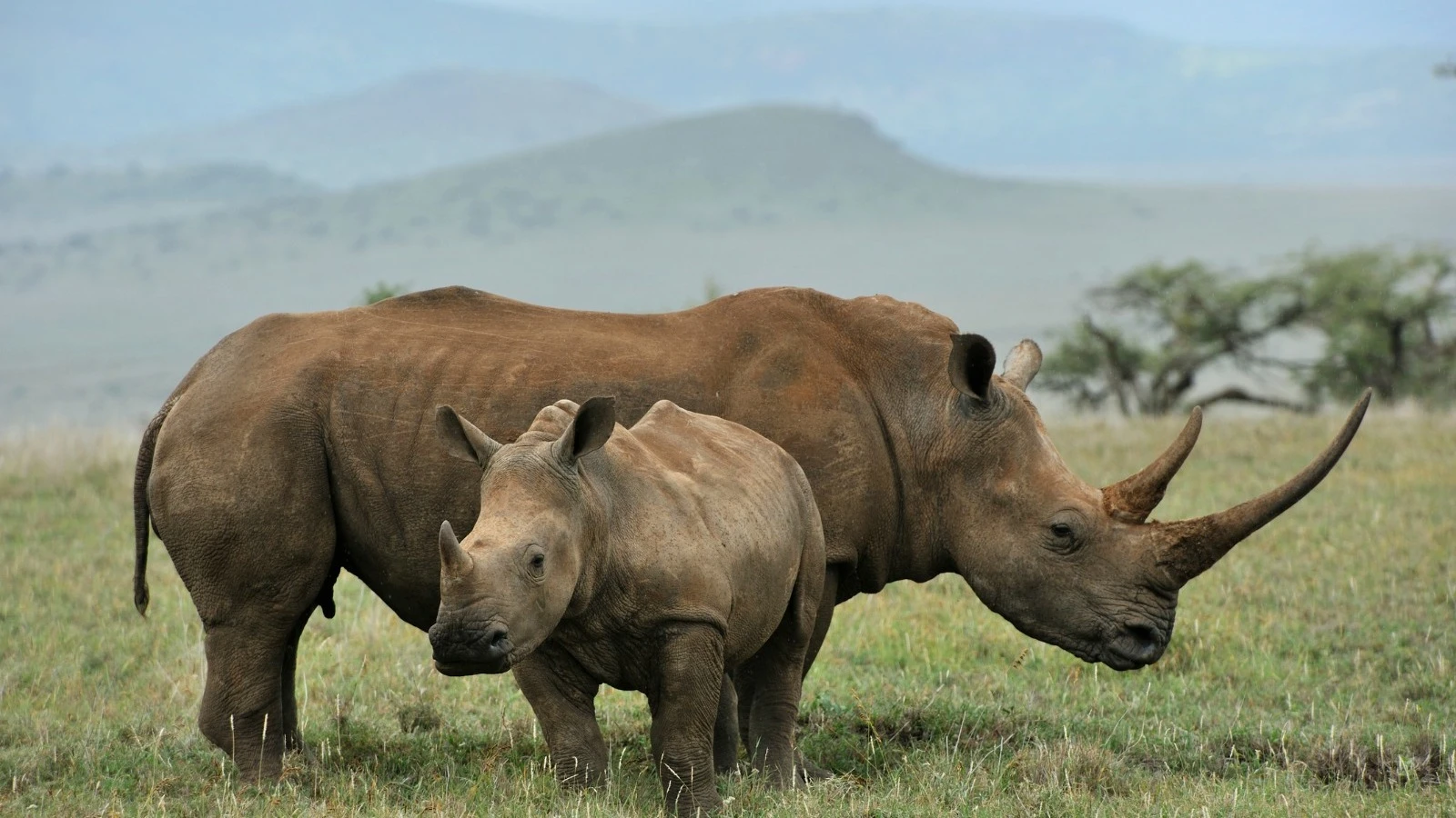 
Mother-and-baby black rhinos captured grazing.