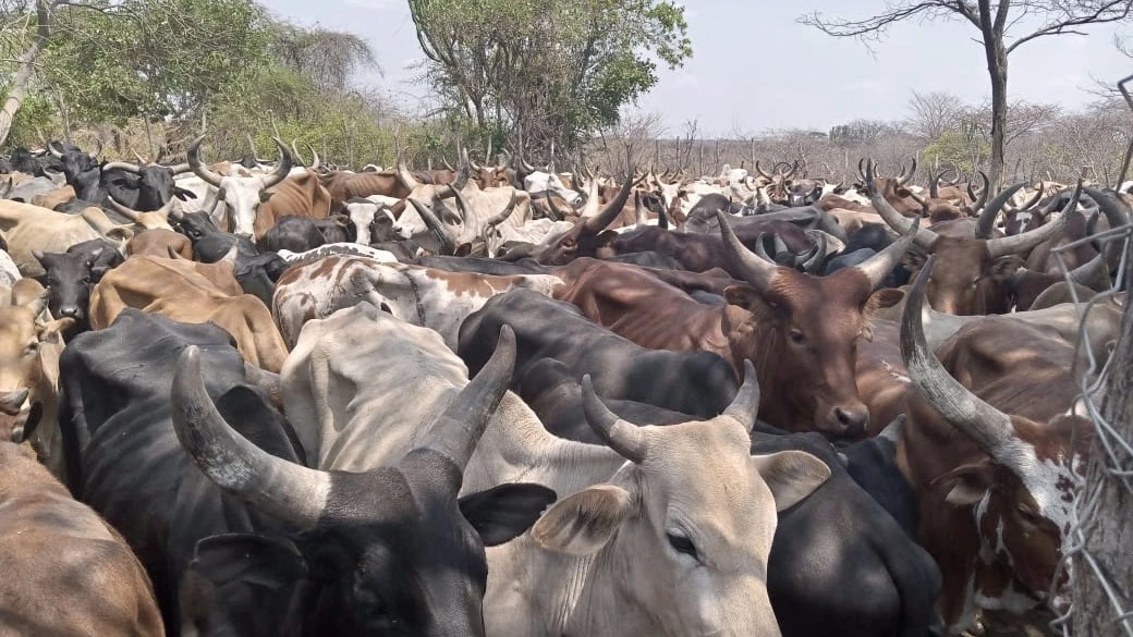 Currently, the Tanzania Forest Conservation Group (TFCG) and MJUMITA are implementing the IFBEST project in Handeni, Pangani, and Kilindi Districts, funded by the European Union through the Ministry of Finance.