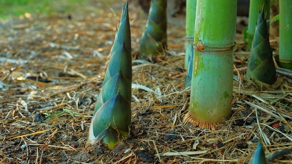 Bamboo trees