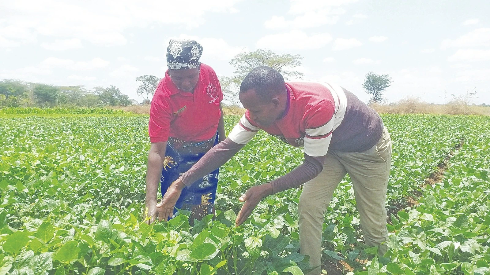 
Ofisa ugani wa Kijiji cha Gedamar, Laizer Sulle (kulia), akimwelekeza mkulima, Fatuma Iddi, namna ya kuzingatia anapolima kisasa. 