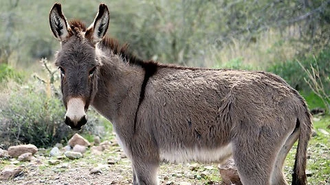 Donkey