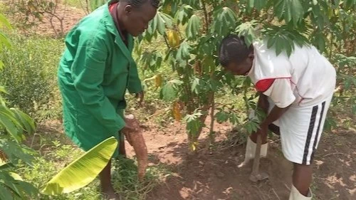 Sheba Ogalo and her husband harvest cassava on their farm in Chemelil. Facing harsh weather conditions, including drought, they have turned to cassava and other drought-resistant crops to sustain their livelihood.