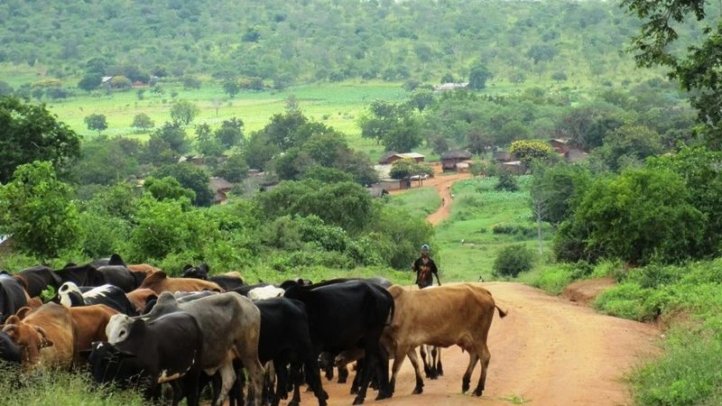 To combat deforestation, farmers are encouraged to cultivate smaller areas for higher yields. 