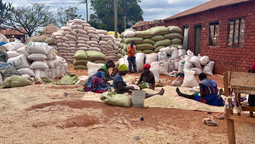 Wanakijiji Kitanda, wakisafisha mahindi yaliyouzwa na wakulima katika Kituo cha Wakala wa Taifa wa Hifadhi ya Chakula, kijijini hapo.