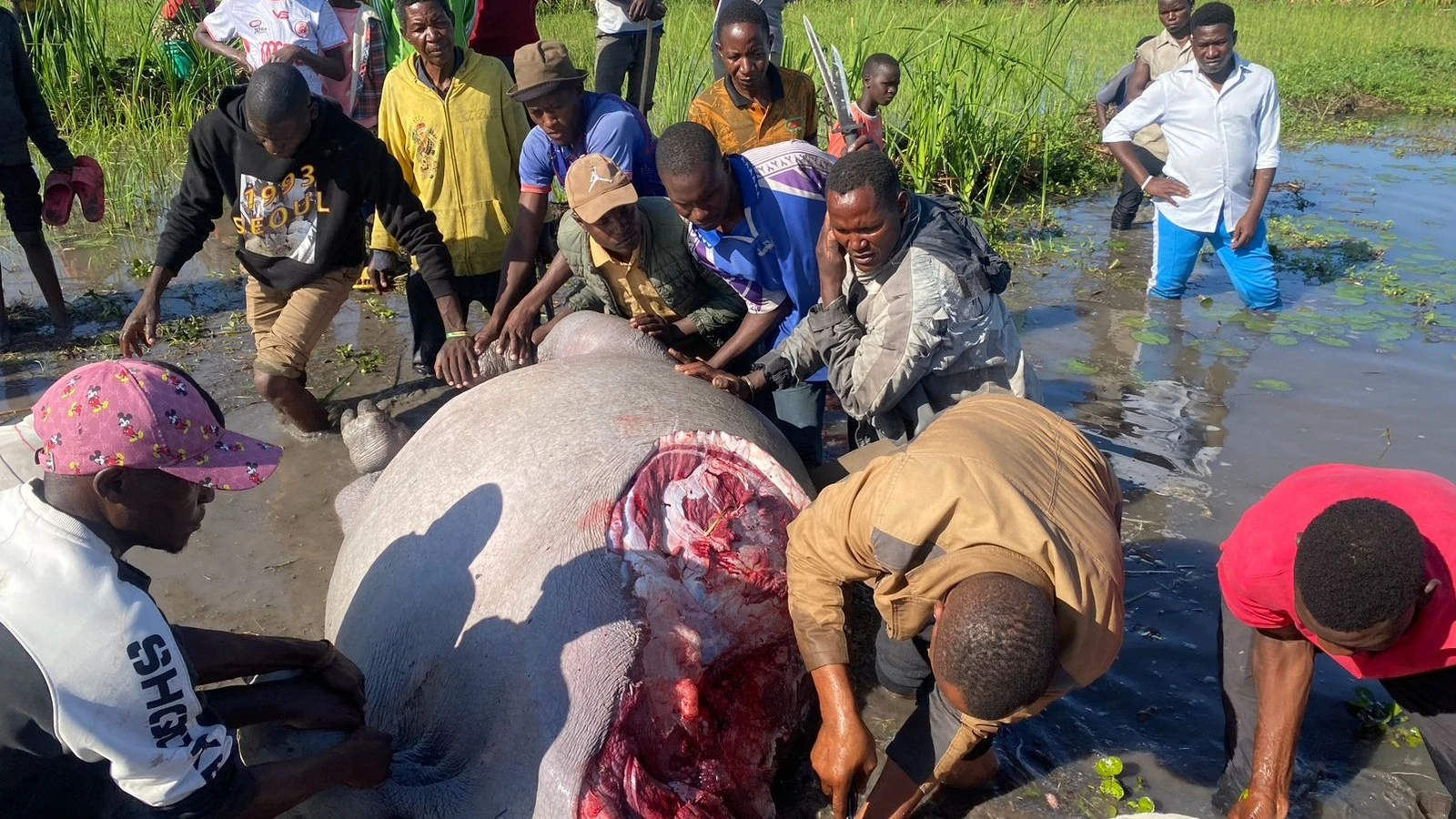 Wananchi wakifurahia kumwona kiboko aliyekuwa anakula mazao yao katika kijiji cha Ilungu, wilayani Magu jana. 