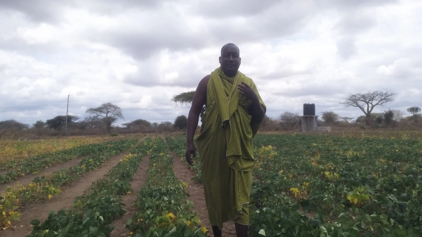 
Mkulima Mathayo Olonyoke, akiwa kazini kwenye shamba alilootesha mikunde. 