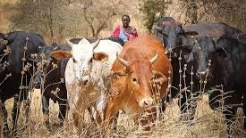 Livestock keeping illustration