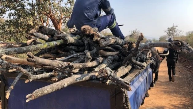 
Cart laden with firewood in Gonzoma, Zimbabwe. 