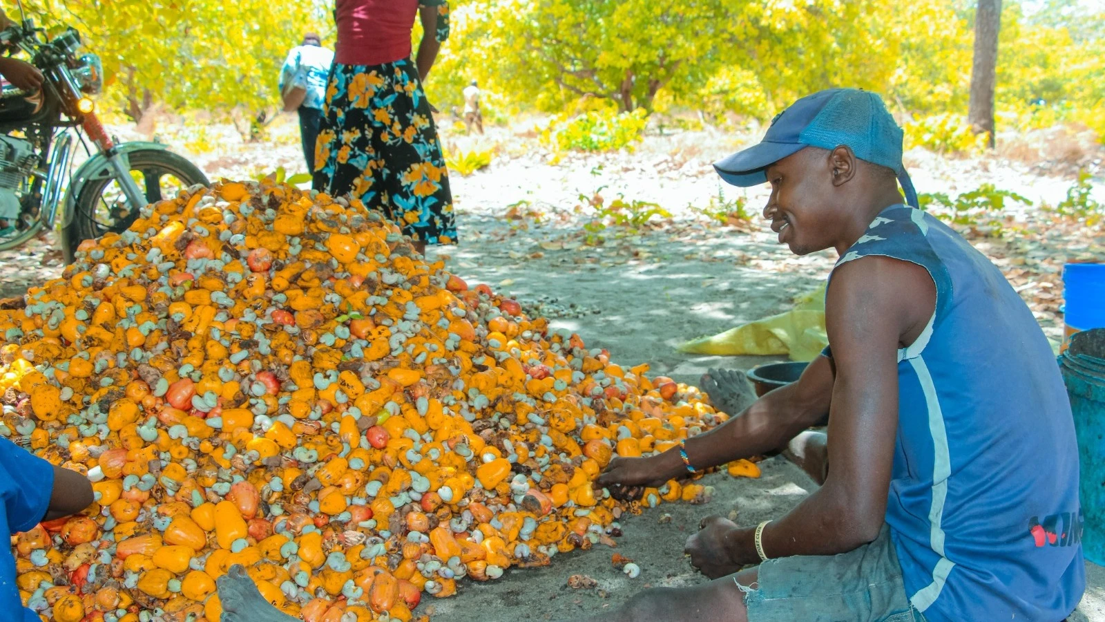 The taste makes cashew apples a rewarding food choice for elephants when they come across them. 