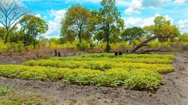 A vegetable gardens at Mtawango village in Liwale District, Lindi Region. 