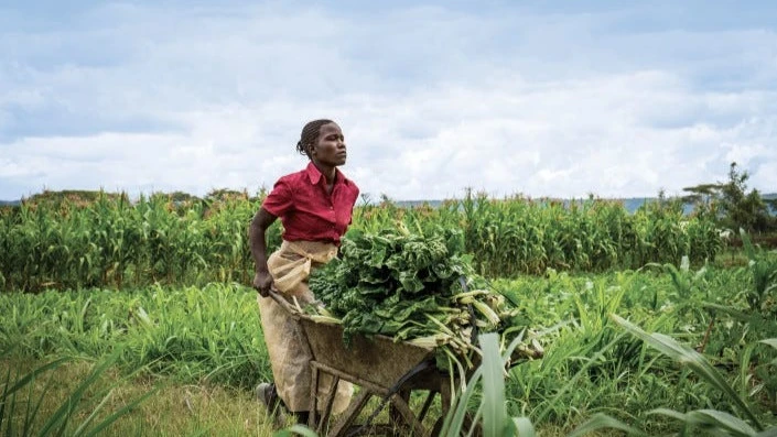 


A lady captured working on a farm.

 