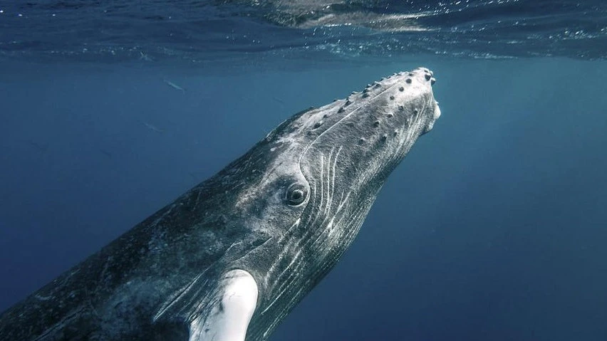 Humpback whale