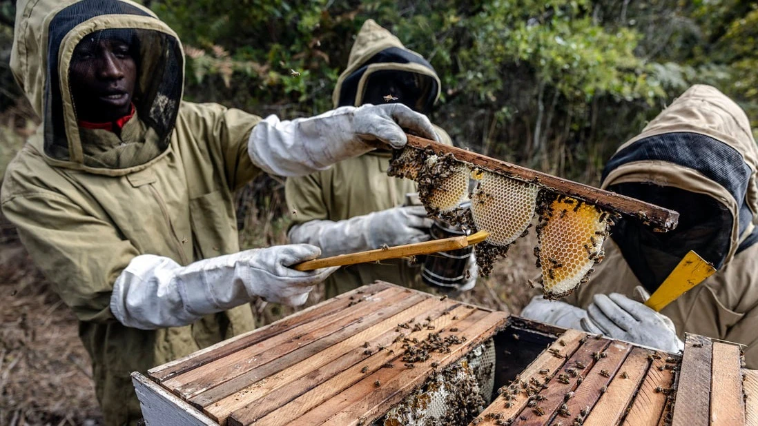 Beekeepers using protective gear harvest honey using modern methods in Mafinga, Tanzania in 2022