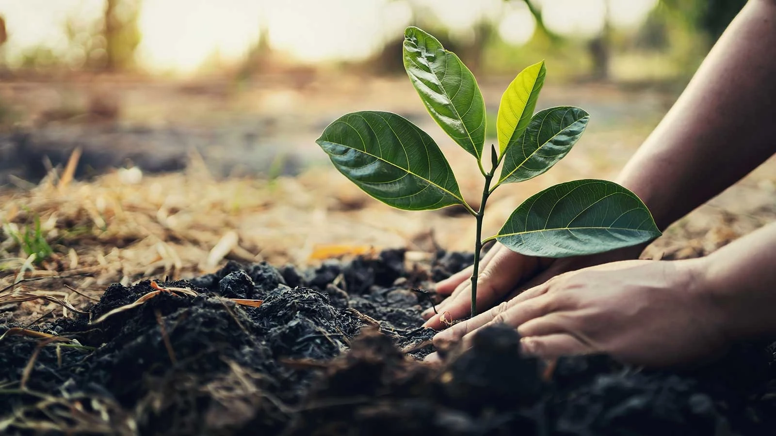 Tree planting