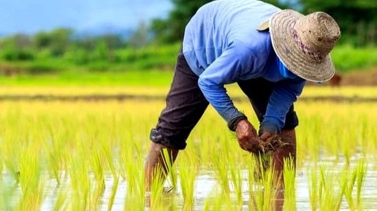 Rice  farmer