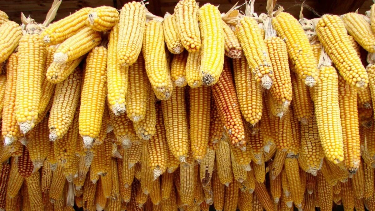 Maize