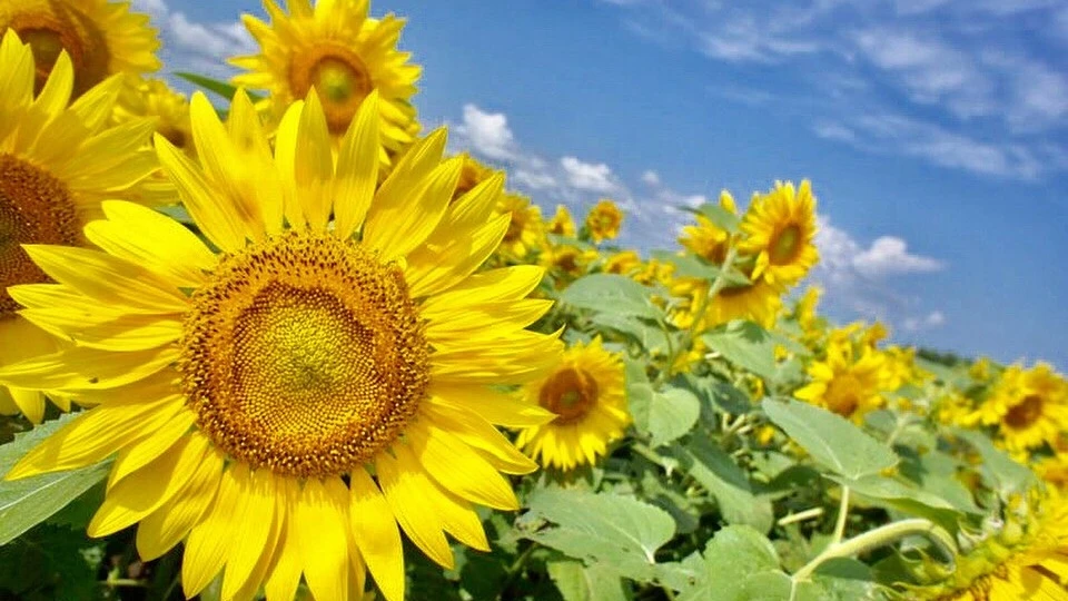 Sunflower